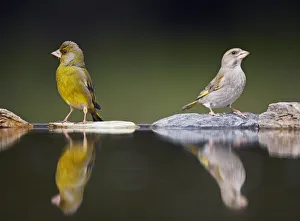 Greenfinch (Carduelis chloris) male and female at water, Pusztaszer, Hungary, May 2008 Greenfinch (Carduelis chloris) male and female at water, Pusztaszer, Hungary, May 2008