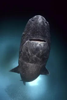 Popular themes/natures paradises/greenland shark somniosus microcephalus Popular themes/natures paradises/greenland shark somniosus microcephalus