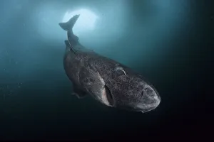 Greenland shark (Somniosus microcephalus) with parasitic copepod (Ommatokoita elongata) Greenland shark (Somniosus microcephalus) with parasitic copepod (Ommatokoita elongata)