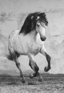 Grey Andalusian stallion running in arena in Northern France, Europe. March Grey Andalusian stallion running in arena in Northern France, Europe. March