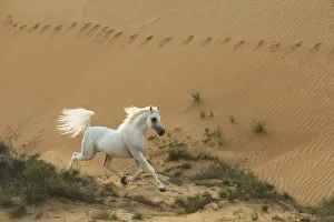 Grey Arabian stallion running in desert dunes near Dubai, United Arab Emirates Grey Arabian stallion running in desert dunes near Dubai, United Arab Emirates