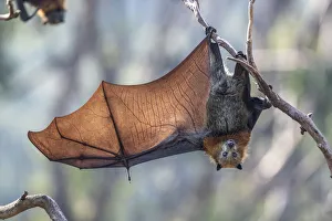 Grey-headed flying-fox (Pteropus poliocephalus) hanging from a branch with one wing spread Grey-headed flying-fox (Pteropus poliocephalus) hanging from a branch with one wing spread