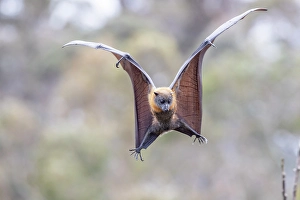 Grey-headed flying-fox (Pteropus poliocephalus) spotting and flaring wings to come Grey-headed flying-fox (Pteropus poliocephalus) spotting and flaring wings to come