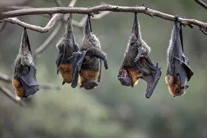 Grey-headed Flying-foxes (Pteropus poliocephalus) at a colony hang together on a branch Grey-headed Flying-foxes (Pteropus poliocephalus) at a colony hang together on a branch