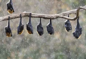 Grey-headed flying-foxes (Pteropus poliocephalus) hang from a branch during a light Grey-headed flying-foxes (Pteropus poliocephalus) hang from a branch during a light