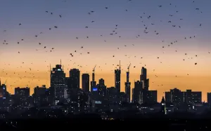 Grey-headed flying-foxes (Pteropus poliocephalus) fly out over the Melbourne city skyline Grey-headed flying-foxes (Pteropus poliocephalus) fly out over the Melbourne city skyline