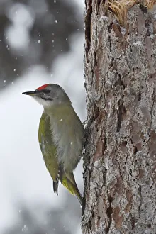 Grey-headed woodpecker (Picus canus) on tree trunk in falling snow. Kalvtrask, Vasterbotten Grey-headed woodpecker (Picus canus) on tree trunk in falling snow. Kalvtrask, Vasterbotten