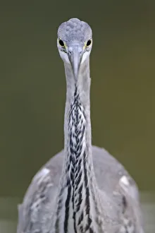 Grey heron (Ardea cincerea) head on portrait, Elbe Biosphere Reserve, Lower Saxony Grey heron (Ardea cincerea) head on portrait, Elbe Biosphere Reserve, Lower Saxony