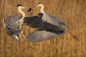 Two Grey heron (Ardea cinerea) fighting over a fish, Pusztaszer reserve, Hungary. May Two Grey heron (Ardea cinerea) fighting over a fish, Pusztaszer reserve, Hungary. May