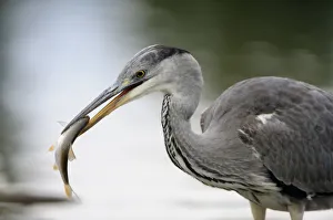 Grey heron (Ardea cinerea) with fish in beak, Elbe Biosphere Reserve, Lower Saxony Grey heron (Ardea cinerea) with fish in beak, Elbe Biosphere Reserve, Lower Saxony
