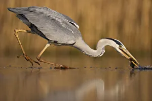 Grey heron (Ardea cinerea) fishing in shallow water, Pusztaszer reserve, Hungary. May Grey heron (Ardea cinerea) fishing in shallow water, Pusztaszer reserve, Hungary. May