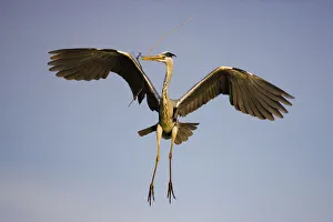 Grey heron (Ardea cinerea) in flight carrying twig, Camargue, France, April 2009 Grey heron (Ardea cinerea) in flight carrying twig, Camargue, France, April 2009