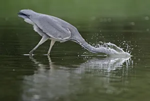 Grey heron (Ardea cinerea) with head in water fishing, Elbe Biosphere Reserve, Lower Saxony Grey heron (Ardea cinerea) with head in water fishing, Elbe Biosphere Reserve, Lower Saxony