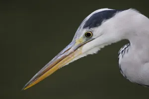 Grey heron (Ardea cinerea) profile of head and beak, Elbe Biosphere Reserve, Lower Saxony Grey heron (Ardea cinerea) profile of head and beak, Elbe Biosphere Reserve, Lower Saxony