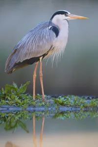 Grey heron (Ardea cinerea) standing at water's edge, Pusztaszer reserve, Hungary. May Grey heron (Ardea cinerea) standing at water's edge, Pusztaszer reserve, Hungary. May