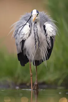 Grey heron (Ardea cinerea) wading in shallow water, Pusztaszer reserve, Hungary. May Grey heron (Ardea cinerea) wading in shallow water, Pusztaszer reserve, Hungary. May