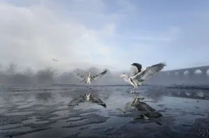Two Grey herons (Ardea cinerea) on ice, squabbling over fish fed to them by visitors Two Grey herons (Ardea cinerea) on ice, squabbling over fish fed to them by visitors