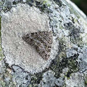 Grey mountain carpet moth (Entephria caesiata) on lichen, Benaughlin Cliffs, County Fermanagh Grey mountain carpet moth (Entephria caesiata) on lichen, Benaughlin Cliffs, County Fermanagh