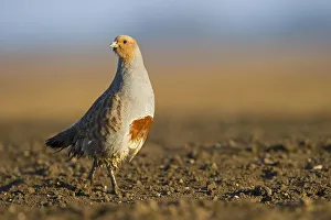 Grey Partridge (Perdix perdix) on a bare field, Norfolk, England, UK, April Grey Partridge (Perdix perdix) on a bare field, Norfolk, England, UK, April