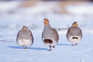 Three Grey partridge (Perdix perdix) walking in snow. Near Nijmegen, the Netherlands. February Three Grey partridge (Perdix perdix) walking in snow. Near Nijmegen, the Netherlands. February