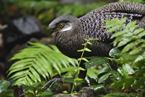 Grey peacock-pheasant (Polyplectron bicalcaratum) walking through the forest at Tongbiguan Grey peacock-pheasant (Polyplectron bicalcaratum) walking through the forest at Tongbiguan