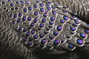 Grey peacock-pheasant (Polyplectron bicalcaratum) close up of the feathers, Tongbiguan Grey peacock-pheasant (Polyplectron bicalcaratum) close up of the feathers, Tongbiguan