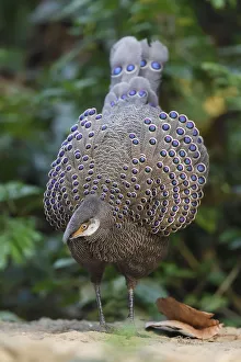 Grey peacock-pheasant (Polyplectron bicalcaratum) Tongbiguan Nature Reserve, Dehong Grey peacock-pheasant (Polyplectron bicalcaratum) Tongbiguan Nature Reserve, Dehong