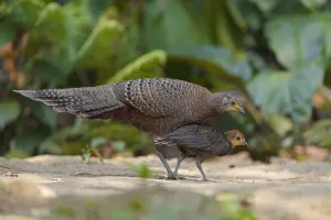 Grey peacock-pheasant (Polyplectron bicalcaratum) Tongbiguan Nature Reserve, Dehong Grey peacock-pheasant (Polyplectron bicalcaratum) Tongbiguan Nature Reserve, Dehong