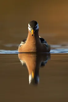 Grey Phalarope (Phalaropus fulicaria) reflected on water. Svalbard, June Grey Phalarope (Phalaropus fulicaria) reflected on water. Svalbard, June