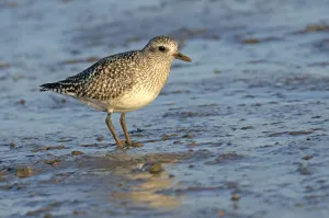 Grey plover (Pluvialis squatarola) adult in winter plumage on mudflats, The Wash Grey plover (Pluvialis squatarola) adult in winter plumage on mudflats, The Wash