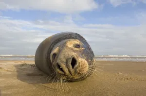 Grey seal (Halichoerus grypus) lying on beach, Donna Nook, Lincolnshire, UK, November Grey seal (Halichoerus grypus) lying on beach, Donna Nook, Lincolnshire, UK, November