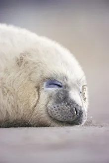 Grey seal pup sleeping {Halichoerus grypus} Lincolnshire, UK Grey seal pup sleeping {Halichoerus grypus} Lincolnshire, UK