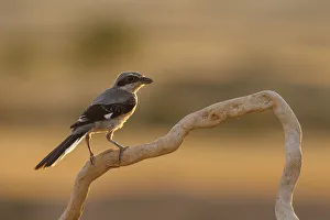 Grey shrike (Lanius meridionalis) perched, Navarra province. Spain, July Grey shrike (Lanius meridionalis) perched, Navarra province. Spain, July