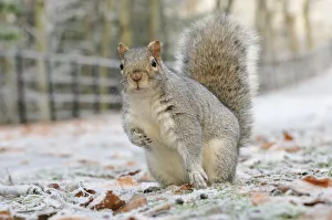 Grey Squirrel (Sciurus carolinensis) in urban park in winter. Glasgow, Scotland, December Grey Squirrel (Sciurus carolinensis) in urban park in winter. Glasgow, Scotland, December