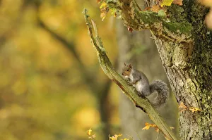 Grey squirrel (Sciurus carolinensis) foraging in an oak woodland. Perthshire, Scotland, Nov Grey squirrel (Sciurus carolinensis) foraging in an oak woodland. Perthshire, Scotland, Nov