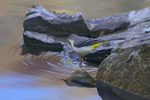 Grey wagtail (Motacilla cinerea) at waters edge, Gaoligong Mountain National Nature Reserve Grey wagtail (Motacilla cinerea) at waters edge, Gaoligong Mountain National Nature Reserve