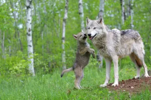 Grey wolf (Canis lupus) adult greeted by cub, captive, USA Grey wolf (Canis lupus) adult greeted by cub, captive, USA
