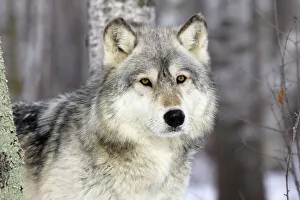 Grey Wolf (Canis lupus), in forest, captive, USA Grey Wolf (Canis lupus), in forest, captive, USA