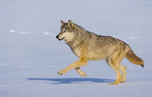 Grey wolf (Canis lupus) running in snow, captive Grey wolf (Canis lupus) running in snow, captive