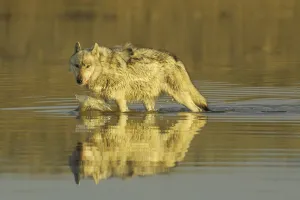 Grey wolf (Canis lupus) walking through water, Yellowstone National Park, USA Grey wolf (Canis lupus) walking through water, Yellowstone National Park, USA