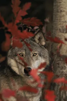 Grey wolf portrait with autumn leaves {Canis lupus} captive, USA Grey wolf portrait with autumn leaves {Canis lupus} captive, USA