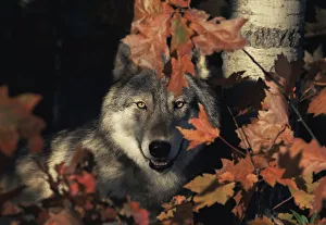 Grey wolf portrait with autumn leaves {Canis lupus} captive, USA Grey wolf portrait with autumn leaves {Canis lupus} captive, USA