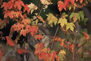 Grey wolf portrait hidden behind autumn leaves {Canis lupus} captive, USA Grey wolf portrait hidden behind autumn leaves {Canis lupus} captive, USA