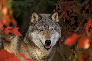 Images Dated 3rd April 2003: Grey wolf portrait, Minnesota, USA. Captive