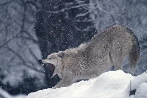 Grey wolf stretching & yawning (Canis lupus) captive Grey wolf stretching & yawning (Canis lupus) captive