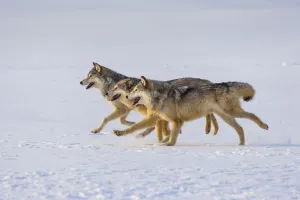 Grey wolves (Canis lupus) in snow, captive Grey wolves (Canis lupus) in snow, captive