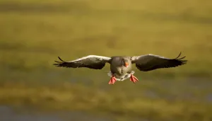 Greylag Goose (Anser anser) in flight, Caerlaverock WWT, Scotland, Solway, UK, January Greylag Goose (Anser anser) in flight, Caerlaverock WWT, Scotland, Solway, UK, January