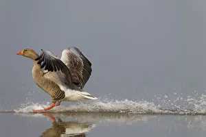 Greylag Goose (Anser anser) landing on water. Norfolk, UK, Europe, April Greylag Goose (Anser anser) landing on water. Norfolk, UK, Europe, April