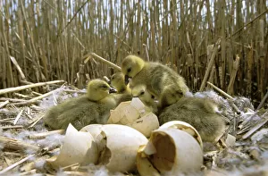 Greylag goose {Anser anser} newly hatched chicks on nest, Poland Greylag goose {Anser anser} newly hatched chicks on nest, Poland