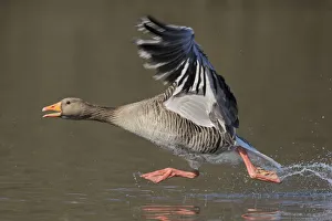 Greylag goose (Anser anser) taking flight from lake. Southern Norway. March Greylag goose (Anser anser) taking flight from lake. Southern Norway. March
